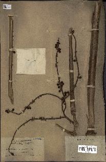 spécimen de Licuala spinosa