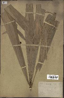spécimen de Licuala spinosa