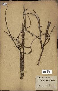 spécimen de Licuala spinosa