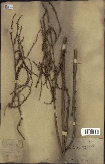 spécimen de Calamus viminalis