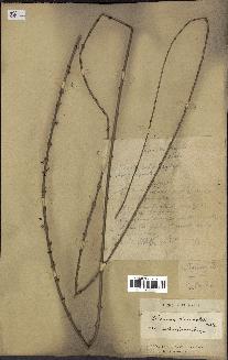 spécimen de Calamus viminalis