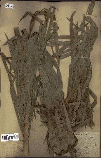 spécimen de Calamus viminalis