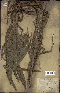 spécimen de Calamus viminalis