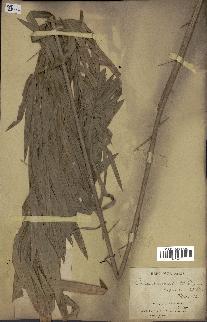 spécimen de Calamus viminalis