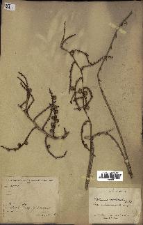 spécimen de Calamus viminalis