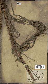 spécimen de Calamus viminalis