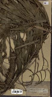spécimen de Calamus viminalis