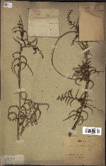spécimen de Calamus viminalis