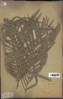 spécimen de Calamus viminalis