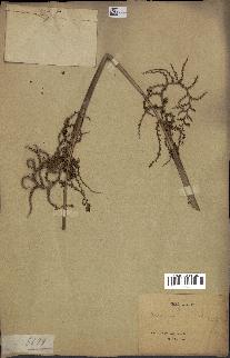 spécimen de Calamus viminalis