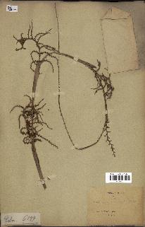 spécimen de Calamus viminalis
