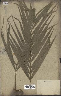 spécimen de Calamus viminalis