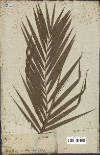 spécimen de Calamus viminalis
