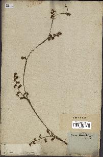 spécimen de Calamus viminalis
