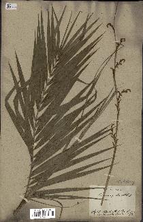 spécimen de Calamus rotang