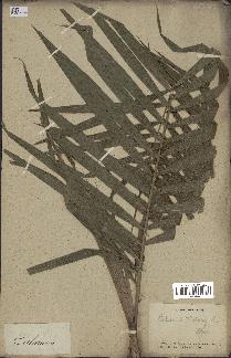 spécimen de Calamus rotang