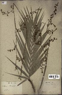 spécimen de Calamus rotang