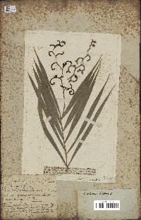 spécimen de Calamus rotang