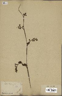 spécimen de Calamus rotang