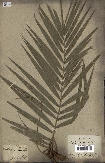 spécimen de Calamus rotang