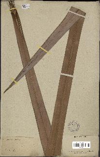 spécimen de Raphia sp.