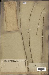 spécimen de Syagrus romanzoffiana