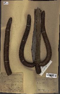 spécimen de Borassus flabellifer