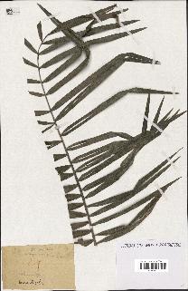 spécimen de Calamus sp.