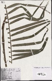 spécimen de Calamus sp.