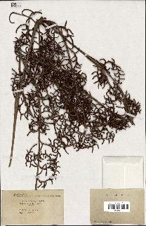 spécimen de Calamus sp.