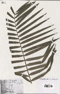 spécimen de Calamus sp.