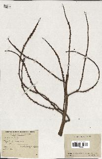 spécimen de Dypsis pinnatifrons