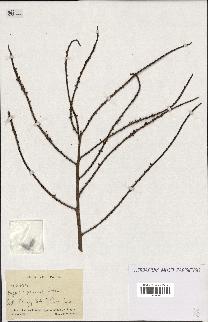 spécimen de Dypsis pinnatifrons