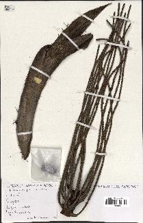 spécimen de Caryota sp.