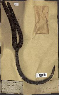 spécimen de Borassus flabellifer