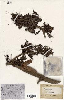 spécimen de Borassus flabellifer