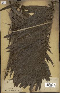 spécimen de Elaeis guineensis