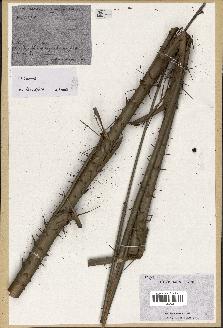 spécimen de Calamus viminalis