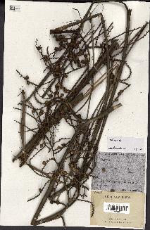 spécimen de Calamus viminalis