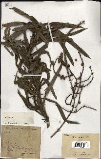 spécimen de Calamus viminalis