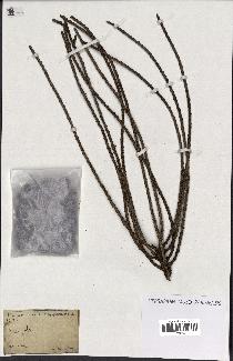 spécimen de Caryota sp.