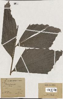 spécimen de Korthalsia sp.