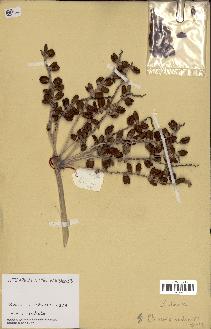 spécimen de Phoenix reclinata