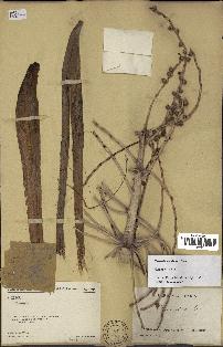 spécimen de Phoenix reclinata