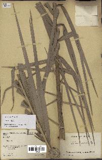 spécimen de Phoenix reclinata