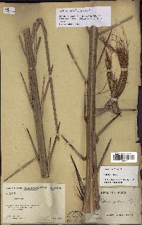 spécimen de Phoenix reclinata