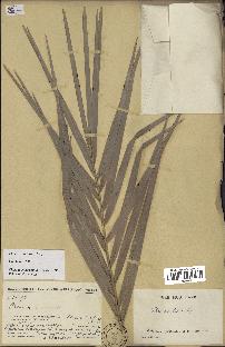 spécimen de Phoenix reclinata