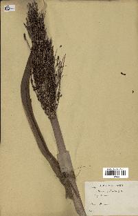 spécimen de Phoenix reclinata