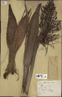 spécimen de Phoenix reclinata