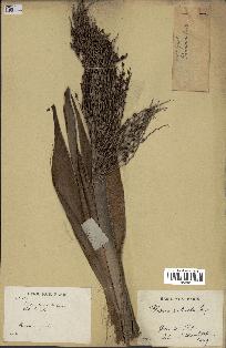 spécimen de Phoenix reclinata